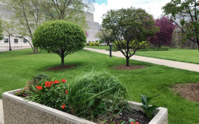 شركات تصميم لاند سكيب في مصر – كل ما تحتاج معرفته قبل التنفيذ